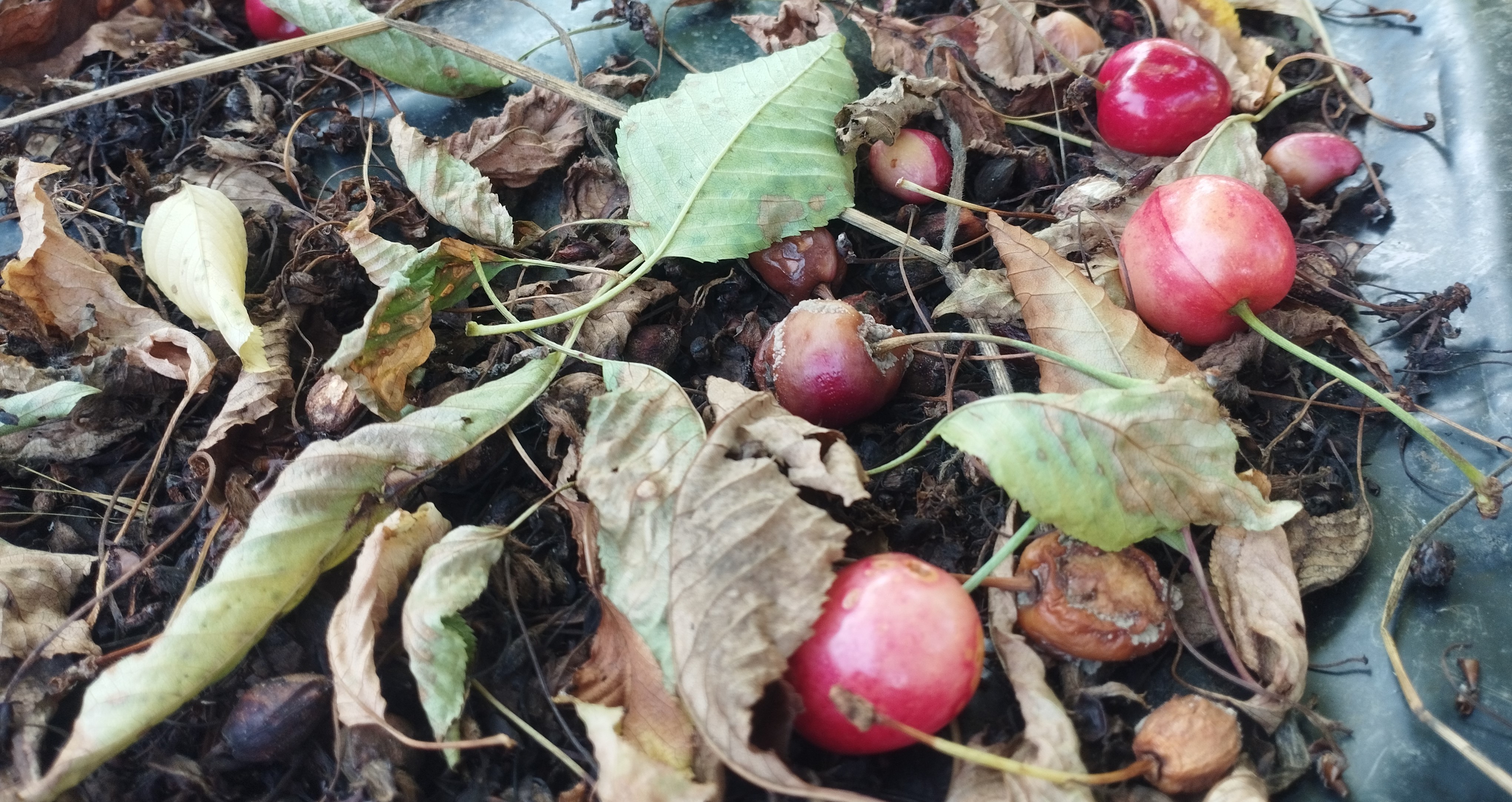 Növényvédelmi teendők – 2023. június 3. hét